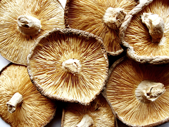 Read more about the article Por que sai “fumaça” do cogumelo shiitake?