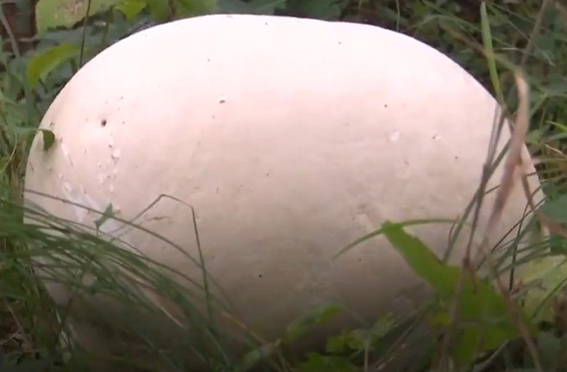 Read more about the article Cogumelo gigante encontrado na China surpreende especialistas