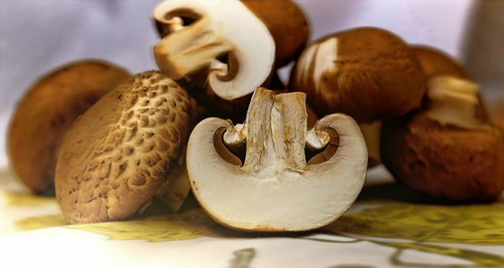 Read more about the article Cogumelo, um aliado da imunidade