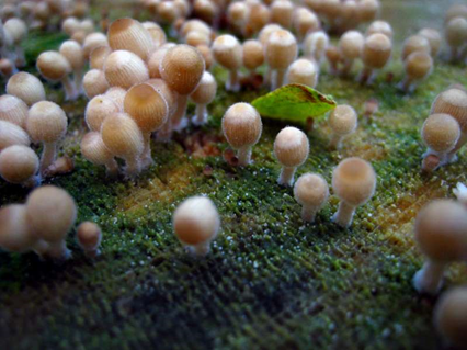 Read more about the article Cogumelo Mamalu o Washine: o cogumelo do orgasmo feminino!